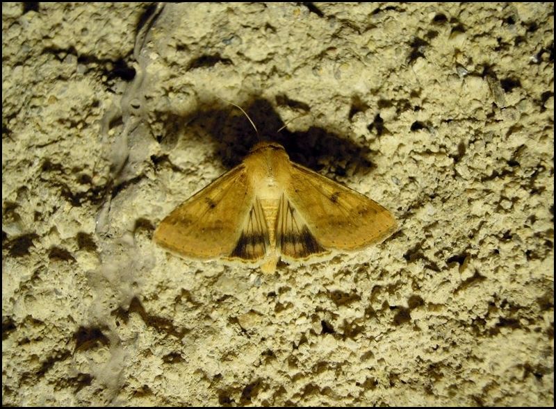 Noctuidae? Sì, Heliothis nubigera